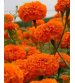 Grow Delight Marigold OP Orange 10 grams